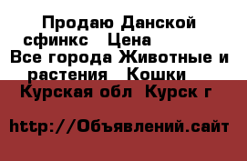  Продаю Данской сфинкс › Цена ­ 2 000 - Все города Животные и растения » Кошки   . Курская обл.,Курск г.